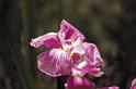 iris1