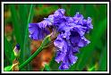 iris_10