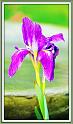 iris_20