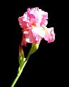 iris_glow