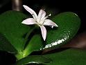 jade_plant_2