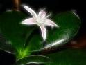 jade_plant_3