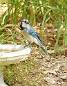jay