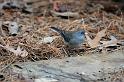 junco