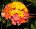 lantana