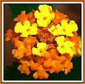 lantana_10