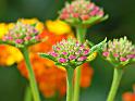 lantana_bud