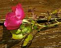last_rose