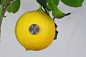 lemon_tree_1