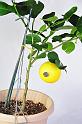 lemon_tree_2