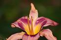 lily