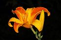 lily_3