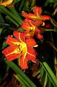lily_5