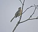 mockingbird