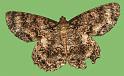 moth