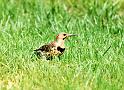 northern_flicker