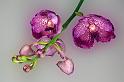 orch_8