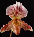 orchid-2-11