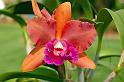 orchid3