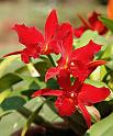 orchid4