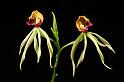 orchid51