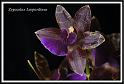 orchid_101