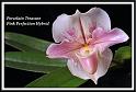 orchid_102