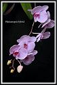 orchid_103