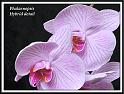 orchid_104