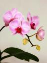 orchid_38