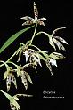 orchid_76