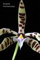 orchid_77