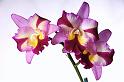 orchid_78