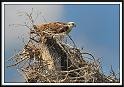 osprey_10