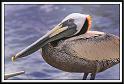 pelican_10
