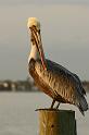 pelican_2