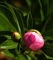 peony_1
