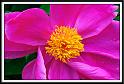 peony_10