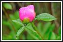 peony_11