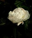 peony_2