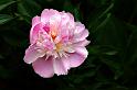 peony_3
