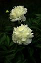 peony_4