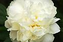 peony_5
