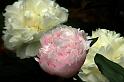 peony_6