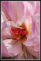 peony_7