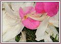 peony_petals