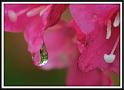 raindrop_1