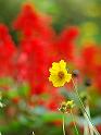 red_salvia