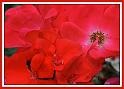 reds_1