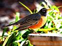 robin_1